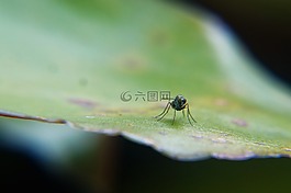昆蟲,花園,飛