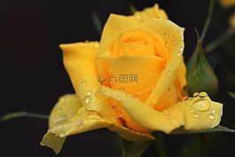 玫瑰,玫瑰綻放,花
