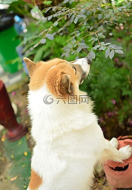 狗,玩,樹