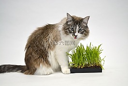 貓,動物,草