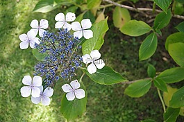 花,花園,性質