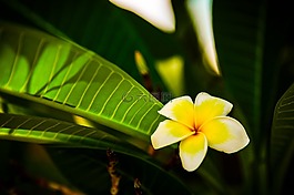 微距,花,綠色