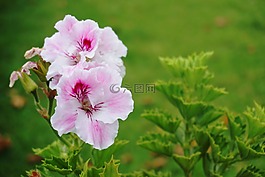 花,新鮮,綠色