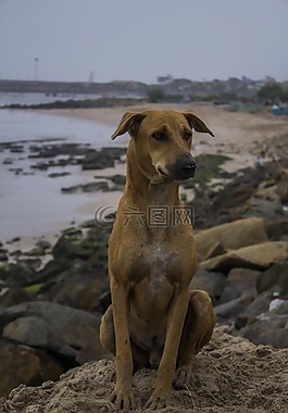 狗,海灘,海