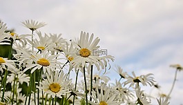 雛菊,花,春