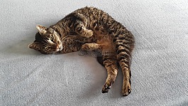 加,動物,貓科動物