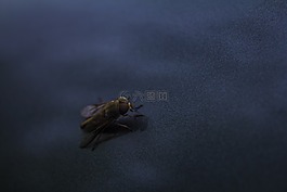 飛,特寫(xiě),昆蟲(chóng)