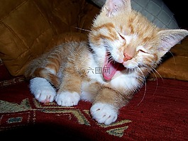 貓,年輕的貓,俏皮