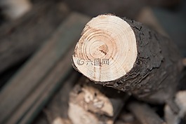 木材,年度戒指,生长环