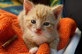 貓,年輕的貓,俏皮