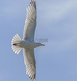 鳥,海鷗,野生動物