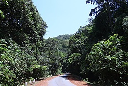 森林,常綠,密