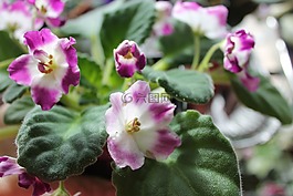 紫羅蘭,鮮花,花瓣