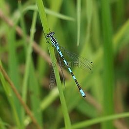 keih?styt?nkorento,coenagrion hastulatum,蜻蜓