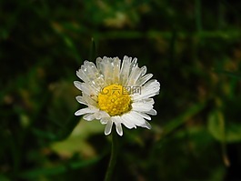 雛菊,一滴水,滴