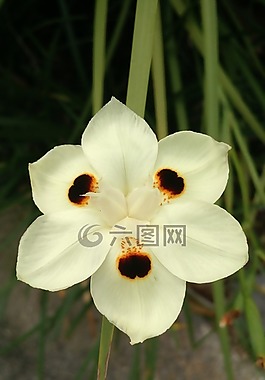 花,黃色,花的