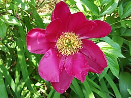 牡丹,春天,花園