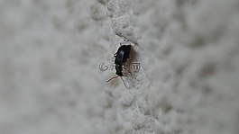 甲蟲(chóng),昆蟲(chóng),宏