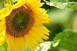 向日葵,花蜜,花粉