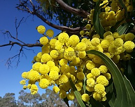 荊花,春天,藍色的天空