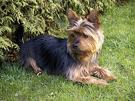 小獵犬,小,狗