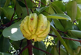 藤黃果,馬拉巴羅望子,vadakkan 埔里