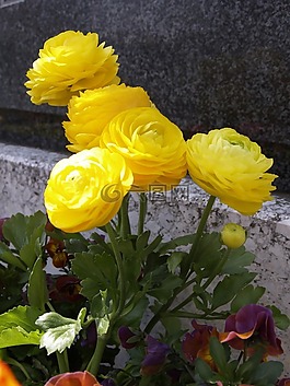 黄色,花,装修