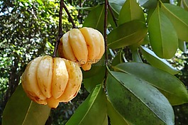 藤黃果,馬拉巴羅望子,vadakkan 埔里