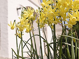 水仙,鮮花,黃色