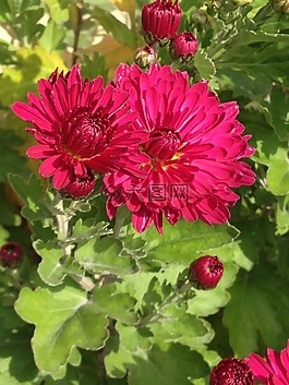 非洲菊,花,開花