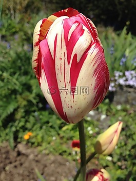 郁金香,春天,花園