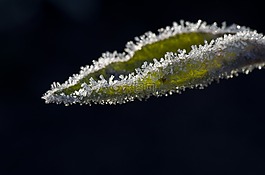 葉子,蘋果,弗羅斯特