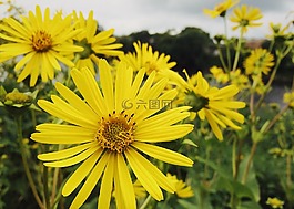 鮮花,黃色,黃色的花