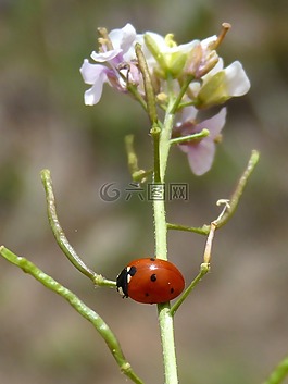 瓢蟲(chóng),花,ravenissa
