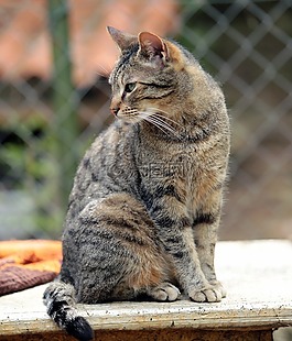 katze,hauskatze,猫