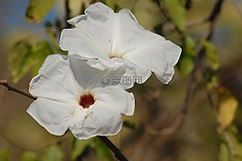 花cazahuate,樹,樹皮