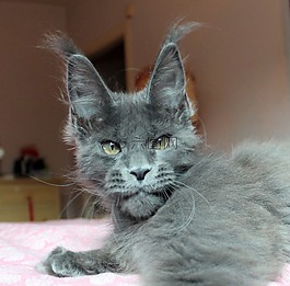 猫咪,mainecoon,小狗