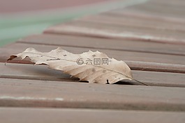樹葉,秋季,椅子