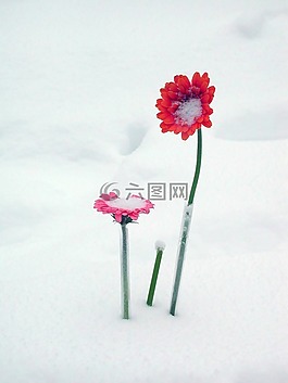 鲜花,雪,格伯