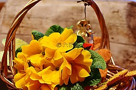 花,報春花,春天的跡象