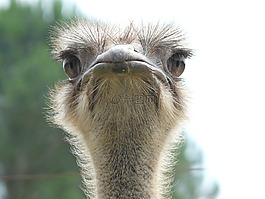 鴕鳥,動物世界,看看