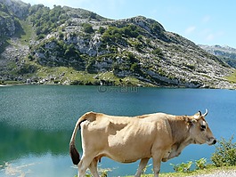 牛,景觀,湖