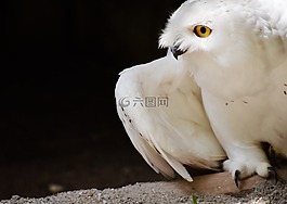 貓頭鷹,動物,鳥