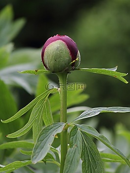 花,綠色,開花