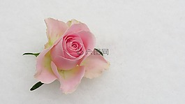 玫瑰綻放,玫瑰花的粉紅色,花