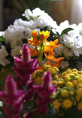花卉,春天,苗