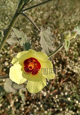 花,綠色,自然