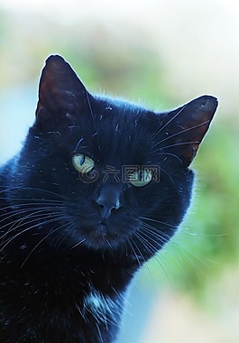 貓,黑貓,動物