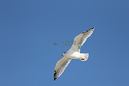 海鷗,鳥,飛行
