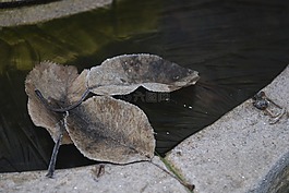 葉子,凍結(jié),冰